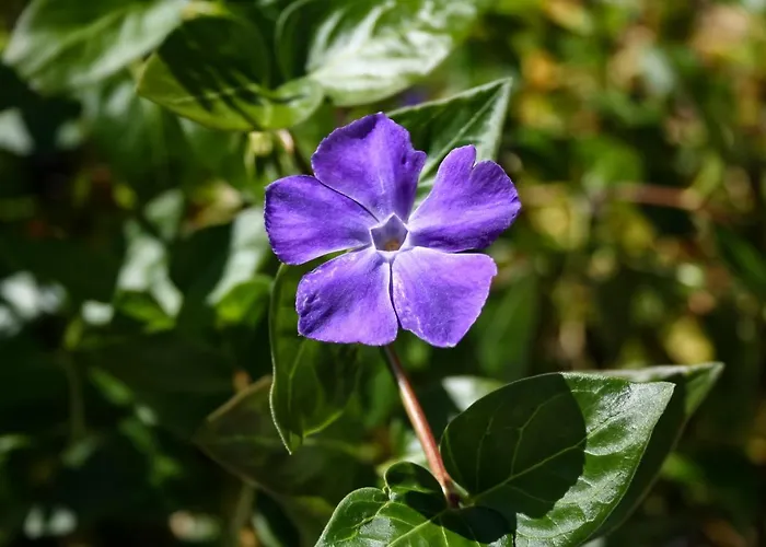Encosta Da Camarinha * Ferreira do Zêzere