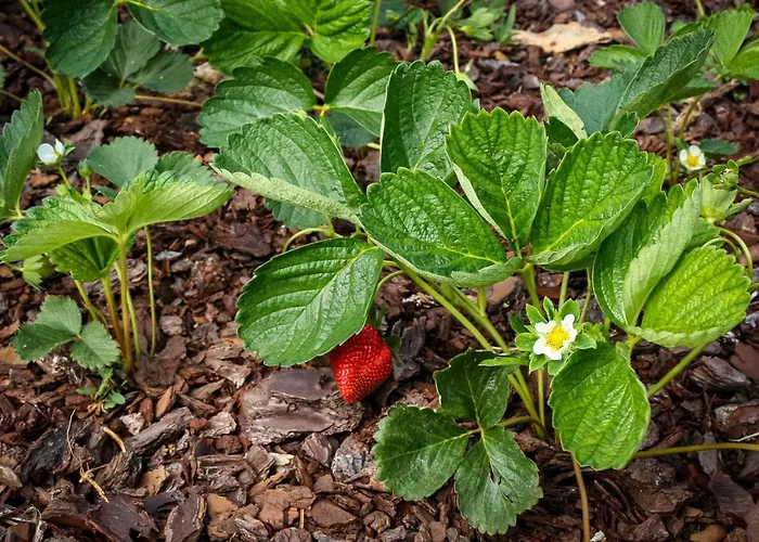Casa de Férias Encosta Da Camarinha *